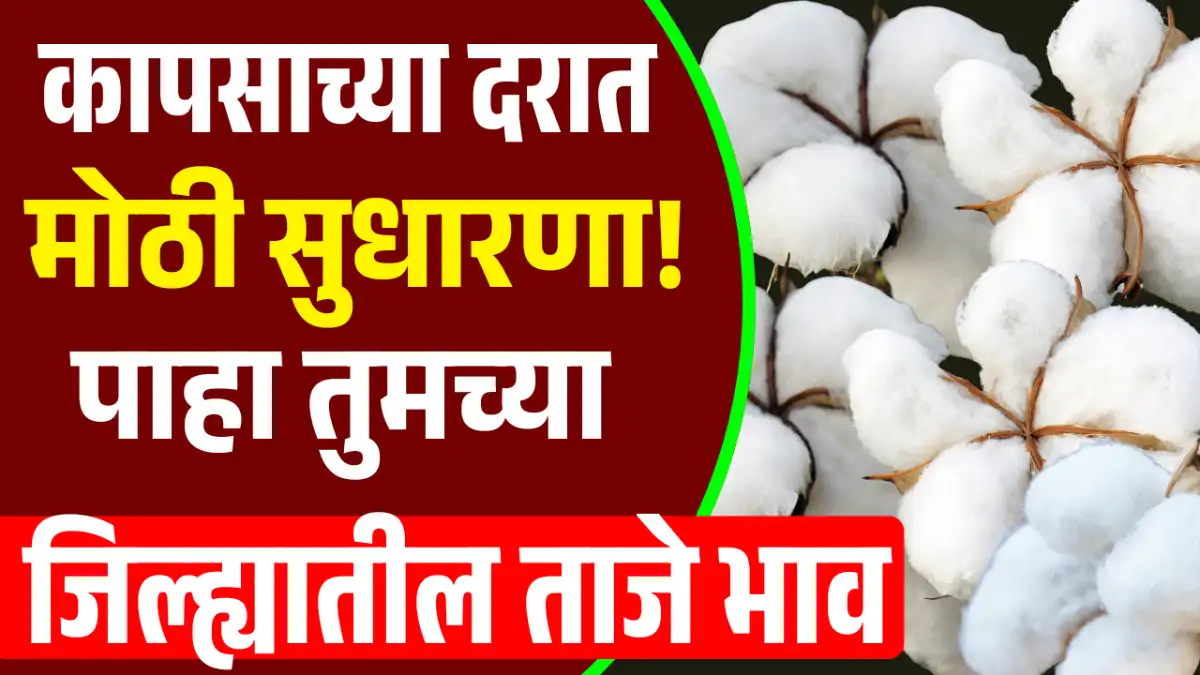 Cotton Rate Today 2026